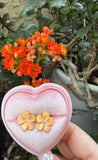 Enamel Flower Studs (Orange)