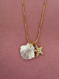 Shell & Starfish